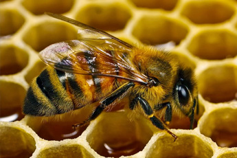 Пчела медоносная - aptechka.org