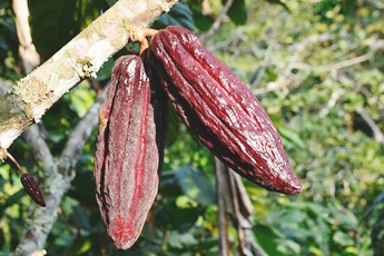 Плод шоколадного дерева - aptechka.org