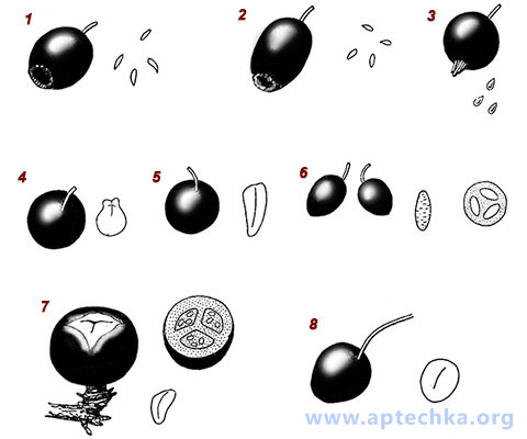 Черные ягоды, их семена и косточки - aptechka.org